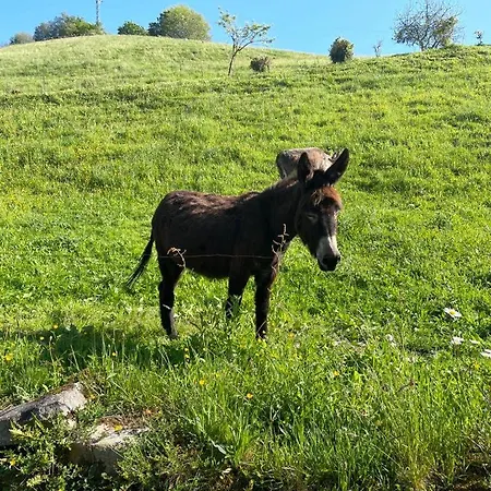 Сasa de vacaciones La Del Arroyo Pasiego *