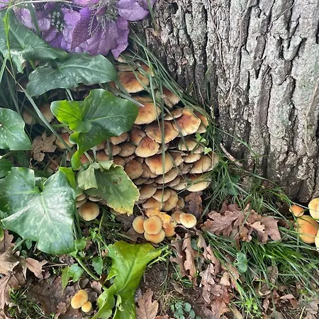 La Del Arroyo Pasiego Сasa de vacaciones Selaya