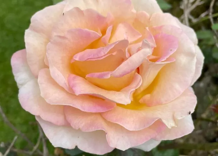 La Del Arroyo Pasiego *