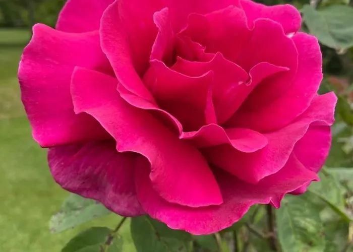 La Del Arroyo Pasiego *