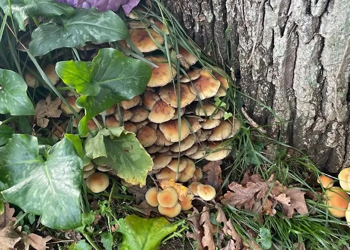 La Del Arroyo Pasiego Holiday home Selaya